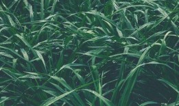 青青青草国产免费