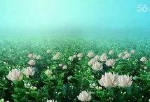 青青国产草视频,青涩情感演绎