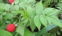 水莓100国产免费