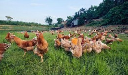 国产插鸡,创新科技引领农业现代化新篇章