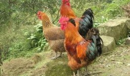 国产插鸡,创新科技引领农业现代化新篇章