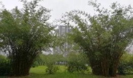 青青青草国产免费